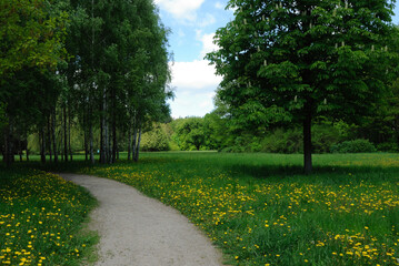 birch grove green meadow spring nature park chestnut dandelions