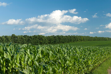 Fototapeta na wymiar corn grows on a summer field