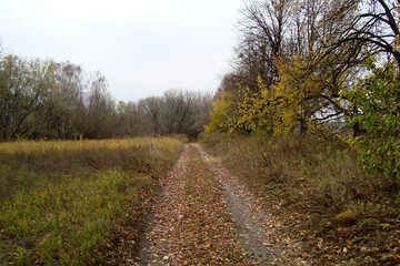 dirt road golden autumn yellow leaves nature