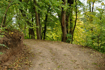 dirt road nature summer trees