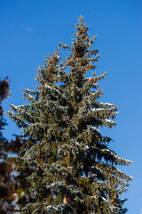 Beautiful winter scene with fir trees, Armenia