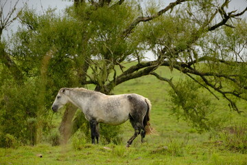 Naklejka na ściany i meble Horse near a tree