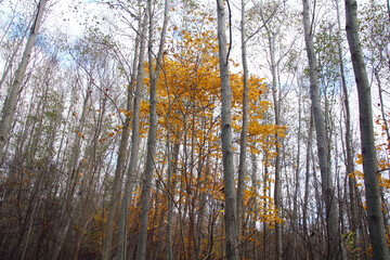 birch forest in autumn