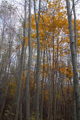 autumn in the forest
