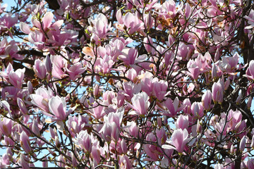Beautiful pink blooming magnolia tree. Close up of magnolia blossoms in the spring season.
