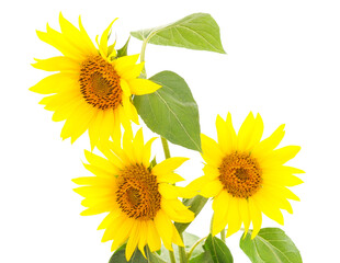 Obraz premium Three yellow sunflowers.