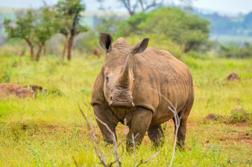 Portrait of an African white Rhinoceros or Rhino or Ceratotherium simum also know as Square lipped Rhinoceros in a South African game reserve