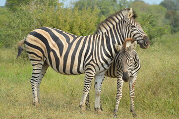 Portrait of a Burchell's zebra in a nature reserve in South Africa