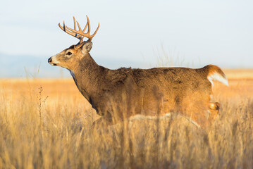 Colorado Wildlife. Wild Deer on the High Plains of Colorado. White-tailed buck in tall prairie grass.