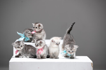 Baby cats on white background