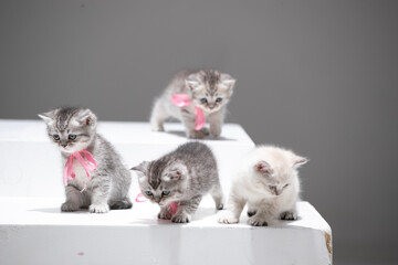 Baby cats on white background © OneStudio.az