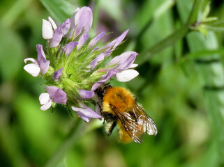 bumblebee of the genus Bombus on a flower in spring