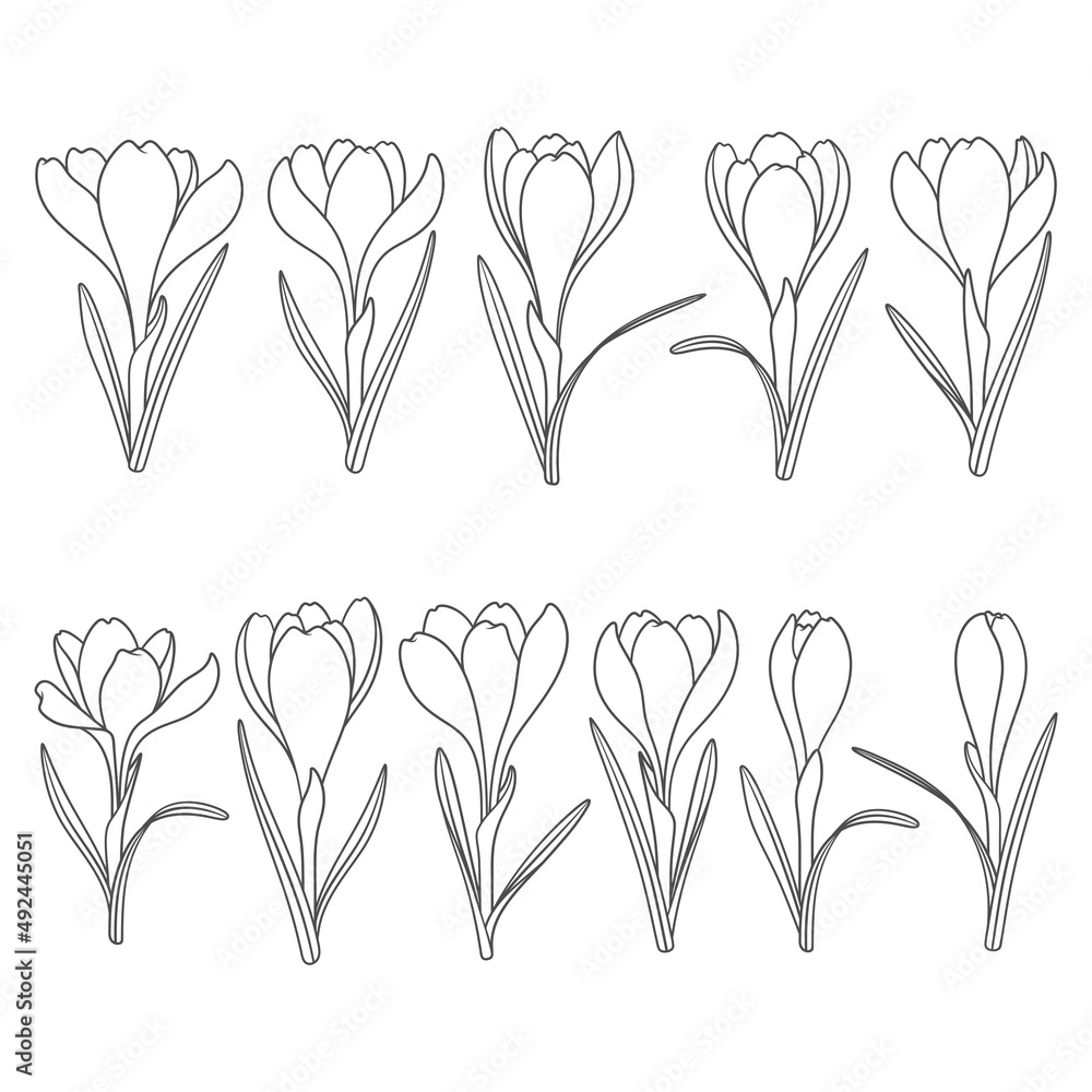 Aufkleber set of black and white illustrations with crocus flowers, saffron. isolated vector objects on a whit