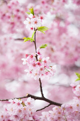 Obraz premium Japanese pink cherry blossom tree in full bloom