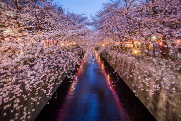 Nakameguro Cherry Blossom Festival in Tokyo, Japan