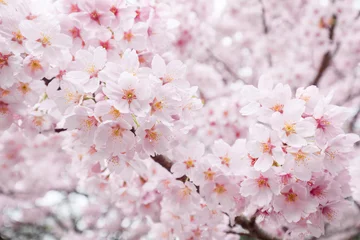 Rolgordijnen Pink cherry blossom tree in full bloom during spring season © eyetronic