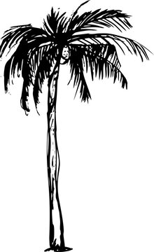 Grunge palm tree silhouette, tropic graphic ink illustration