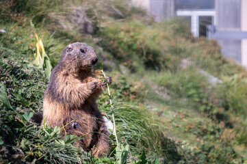 Marmot eating grass. Closeup alpine marmot in the Swiss Alps in summer. Marmota.