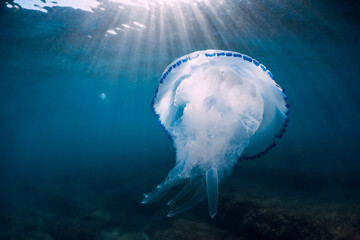Fototapeta na wymiar Jellyfish glides underwater with sun rays in ocean