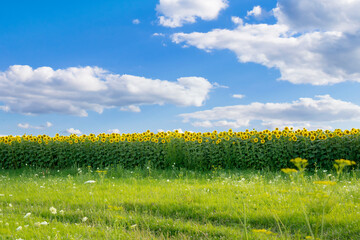 Field of beautiful sunflowers in summer sunny day. Rich harvest,agriculture concept.Yellow blossoming meadow,blue sky as ukrainian flag.Ripe plants for oil production.pastures,nature rural landscape
