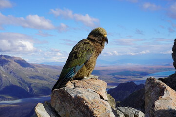 Kea New Zealand Mountain Parrot