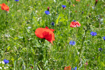 blühende Wildblumen in einer Sommerwiese