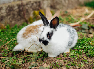 Fototapeta premium A little rabbit runs around on the lawn and eats grass. Long ears and fluffy white and black fur. Easter holiday.