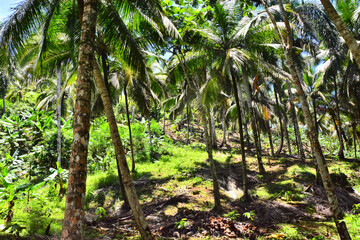 Lush greenery, forest near waterfall Salto el Limon in Dominican Republic