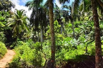 Lush greenery, forest near waterfall Salto el Limon in Dominican Republic