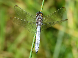 close up of a dragonfly of the genus Orthetrum, perched on a plant stem, with outstretched wings