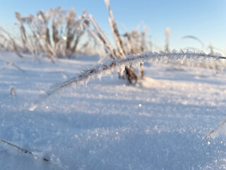 Last year grass covered with snow and frost in the field against blue sky