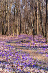 Forest ground full of crocus flowers as first signs of spring season