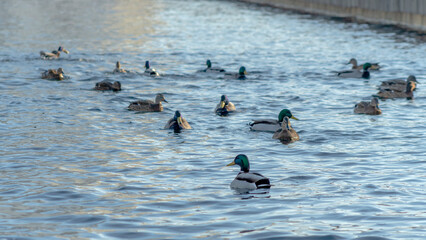 Waterfowl ducks and drakes on a winter river near open water in the city. A flock of ducks in the cold water.
