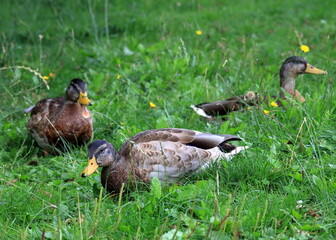 wild ducks