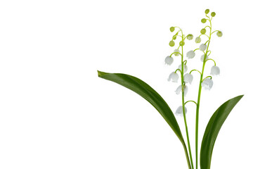 Fototapeta na wymiar Lily of the valley flower on white background.