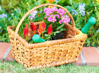 Fototapeta na wymiar Ready for spring planting. Closeup shot of a garden basket full of flowers for planting.