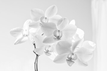 Phalaenopsis orchid, photo with high key effect, monochrome; a curtain on the right side 