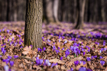 Idyllic forest after winter with lots of crocus flowers on the ground showing the first signs of...