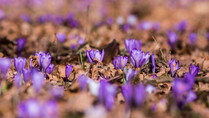Closeup of blooming purple crocus flowers on a forest floor, first signs of spring