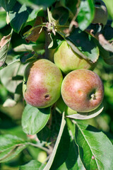 fresh green apples on a tree