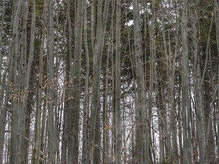 Fototapeta premium trees in the forest
