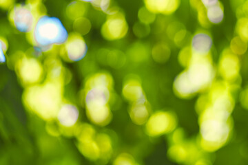 Obraz premium Abstract, nature bokeh background, green foliage of the forest. Green nature in blurry style for creative design.