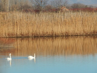 Blue Lake with Two Swans