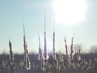 Papyrus Stalks in the Sunlight