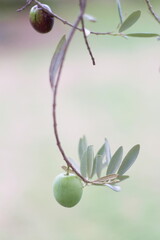  Olive branch