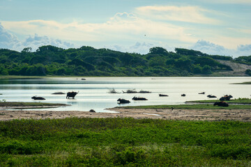 Buffalo on the river in the National Park