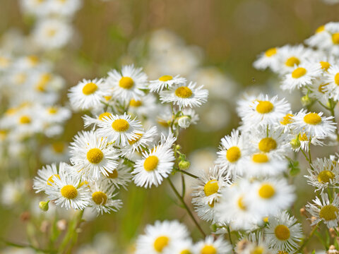 Bl&uuml;hendes Berufkraut, Erigeron annuus