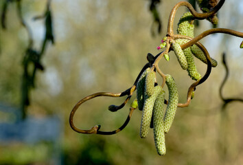 Korkenzieherhasel Blüten (Corylus avellana "Contorta"). Frühjahr, Frühling im Garten