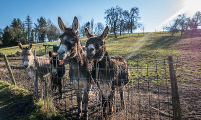 Eine Gruppe junger Esel auf der Weide