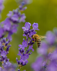 Bee on lavander